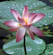 Nelumbo nucifera 